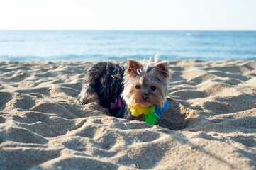 Yorkshire terrier puppy digging on the beach