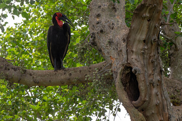 Bucorve du Sud, Grand calao terrestre, Nid, Bucorvus leadbeateri, Southern Ground Hornbill