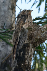 Common Potoo (Nyctibius griseus) in Cuyabeno Wildlife Reserve (Amazonia, Ecuador)