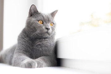 A grey cat is lying on the windowsill. British cat. Article about Pets. Copy space. Window sill advertising.