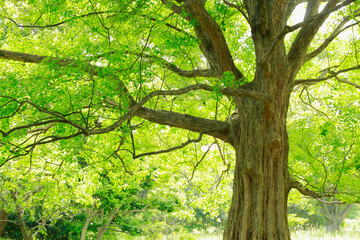 浜離宮庭園　樹木イメージ