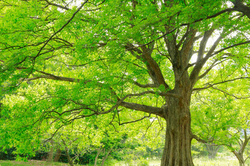 浜離宮庭園　樹木イメージ