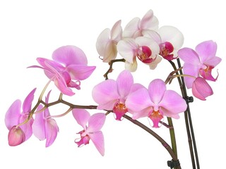 Obraz na płótnie Canvas pretty purple and pink flower of orchid Phalaenopsis isolated close up
