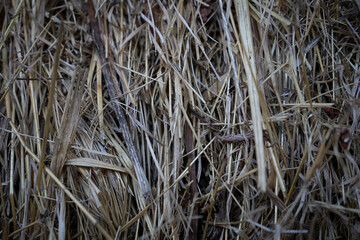 Wheat straw close up