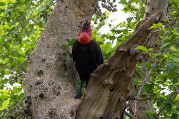 Bucorve du Sud, Grand calao terrestre, Nid, Bucorvus leadbeateri, Southern Ground Hornbill
