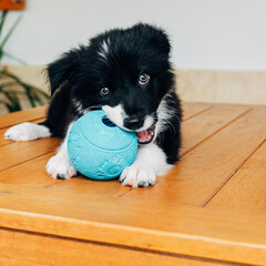 Portrait of a border collie puppy playing with a ball. Puppy of 2 months.
