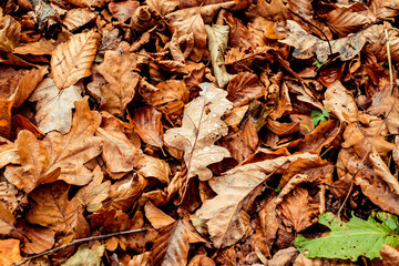 dried leaves walking in the forest