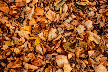 dried leaves walking in the forest