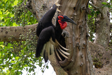 Bucorve du Sud, Grand calao terrestre, Nid, Bucorvus leadbeateri, Southern Ground Hornbill © JAG IMAGES