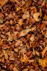 dried leaves walking in the forest