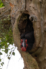 Bucorve du Sud, Grand calao terrestre, Nid, Bucorvus leadbeateri, Southern Ground Hornbill
