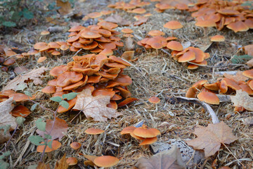 Bunch of brown mushrooms growing in coniferous foret. Many mushrooms on the ground.
