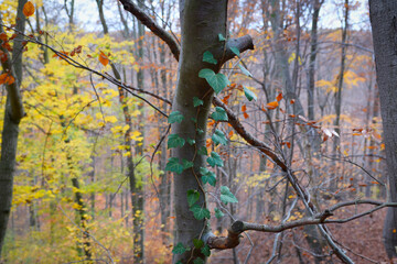 Ivy plant in wild forest growing on beech tree. Detail of Hedera plant green leaves. Ivy plant attached on tree trunk in wild forest.