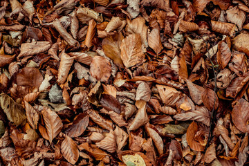 dried leaves walking in the forest