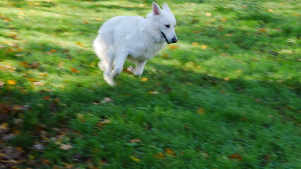 Weißer Schäferhund (Berger Blanc Suisse) Finlay prescht und sprintet über die Wiese zwischen Sonne und Schatten im Herbst