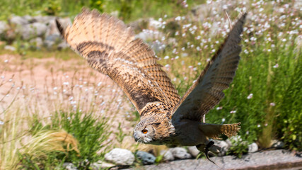 Owl -  one of the species of birds that you do don't see very often though, but only hear