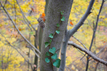 Ivy plant in wild forest growing on beech tree. Detail of Hedera plant green leaves. Ivy plant attached on tree trunk in wild forest.