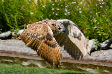 Owl -  one of the species of birds that you do don't see very often though, but only hear