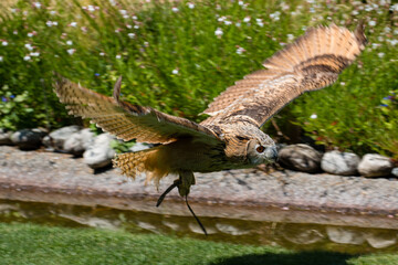 Owl -  one of the species of birds that you do don't see very often though, but only hear
