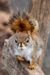 squirrel on a tree