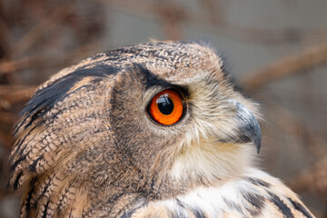 Owl -  one of the species of birds that you do don't see very often though, but only hear