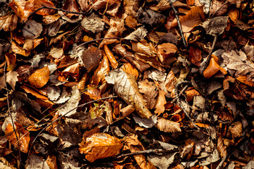dried leaves walking in the forest