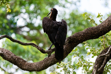 Bucorve du Sud, Grand calao terrestre, Bucorvus leadbeateri, Southern Ground Hornbill