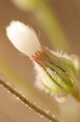 caterpillar on a flower