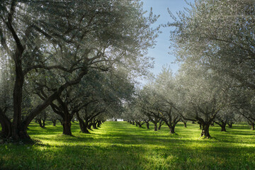 Obraz premium The rays of the sun through the trees. Traditional plantation of olive trees in Italy. Trees in a row. Ripe olive plantations. Plantation of vegetable trees. Olive tree plantation.