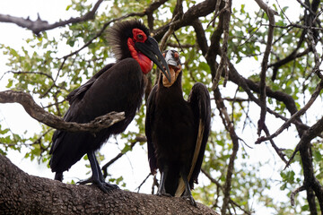 Bucorve du Sud, Grand calao terrestre, Bucorvus leadbeateri, Southern Ground Hornbill