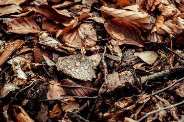 dried leaves walking in the forest