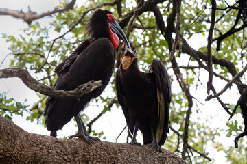 Bucorve du Sud, Grand calao terrestre, Bucorvus leadbeateri, Southern Ground Hornbill
