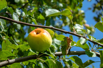
Apples on a branch