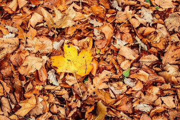 dried leaves walking in the forest