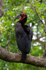 Bucorve du Sud, Grand calao terrestre, Bucorvus leadbeateri, Southern Ground Hornbill