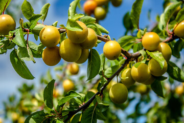 Yellow cherry plum