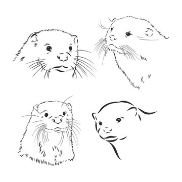 Hand drawn sketch of a smooth coated otter or aonyx cinerea or asian small clawed otter, otter animal vector sketch illustration