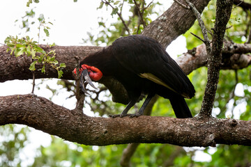 Bucorve du Sud, Grand calao terrestre, Bucorvus leadbeateri, Southern Ground Hornbill