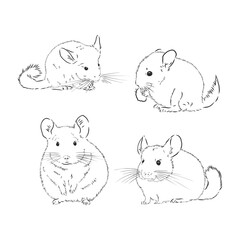 Chinchilla dog sketch style vector illustration. chinchilla animal vector sketch illustration