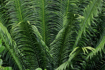 Palm trees with leaves are blooming, young shoots.