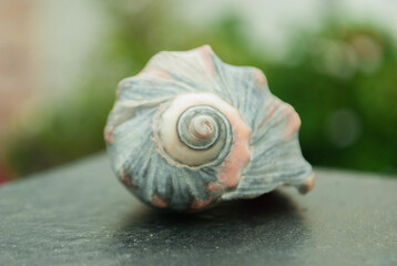 Shallow focus shot of a seashell