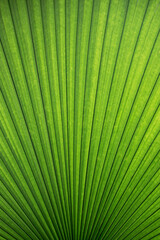 Obraz premium Light green palm leaves with stripes background