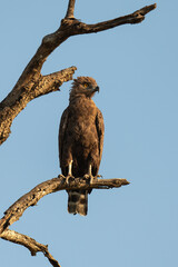 Circaète brunn.Circaetus cinereus, Brown Snake Eagle