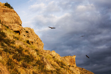 Fototapeta premium Eagles in Dagestan nature reserve