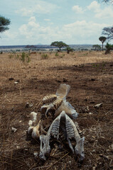 Eléphant d'Afrique, tué par des braconniers, Loxodonta africana, Réserve du Selous, Tanzanie