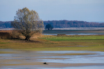 Saule cendré, Salix cinerea, lac du Der, Chantecoq, Haute Marne, 52