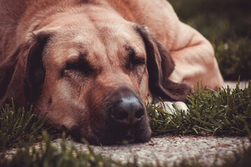 Closeup portrait of a cute dog resting outside  - perfect for background