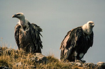 Vautour fauve,.Gyps fulvus, Griffon Vulture