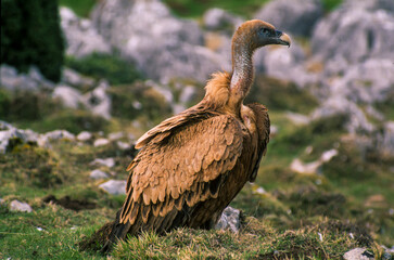 Vautour fauve,.Gyps fulvus, Griffon Vulture