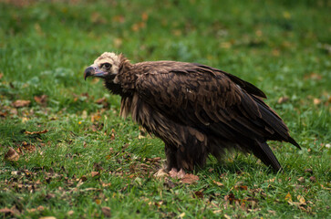 Obraz premium Vautour moine,.Aegypius monachus, Cinereous Vulture